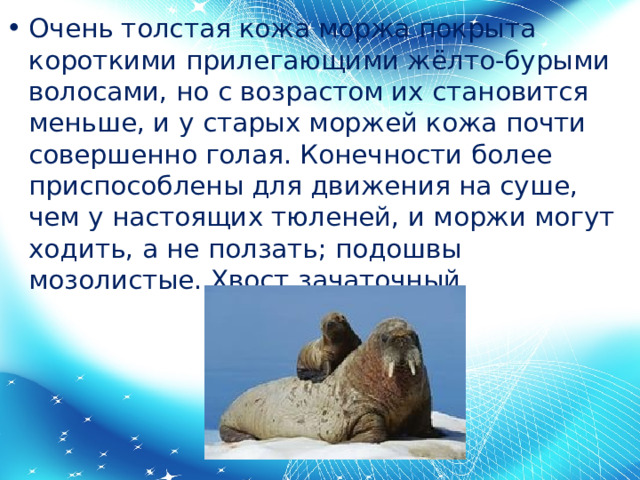 Очень толстая кожа моржа покрыта короткими прилегающими жёлто-бурыми волосами, но с возрастом их становится меньше, и у старых моржей кожа почти совершенно голая. Конечности более приспособлены для движения на суше, чем у настоящих тюленей, и моржи могут ходить, а не ползать; подошвы мозолистые. Хвост зачаточный. 