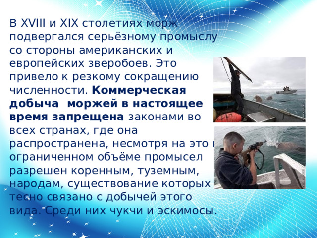 В XVIII и XIX столетиях морж подвергался серьёзному промыслу со стороны американских и европейских зверобоев. Это привело к резкому сокращению численности. Коммерческая добыча моржей в настоящее время запрещена законами во всех странах, где она распространена, несмотря на это в ограниченном объёме промысел разрешен коренным, туземным, народам, существование которых тесно связано с добычей этого вида. Среди них чукчи и эскимосы. 