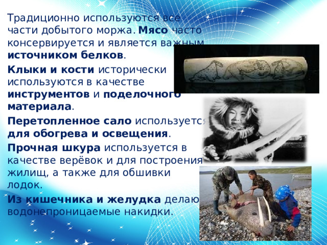 Традиционно используются все части добытого моржа.  Мясо часто консервируется и является важным источником белков . Клыки и кости исторически используются в качестве инструментов и поделочного материала . Перетопленное сало используется для обогрева и освещения . Прочная шкура используется в качестве верёвок и для построения жилищ, а также для обшивки лодок. Из кишечника и желудка делают водонепроницаемые накидки. 