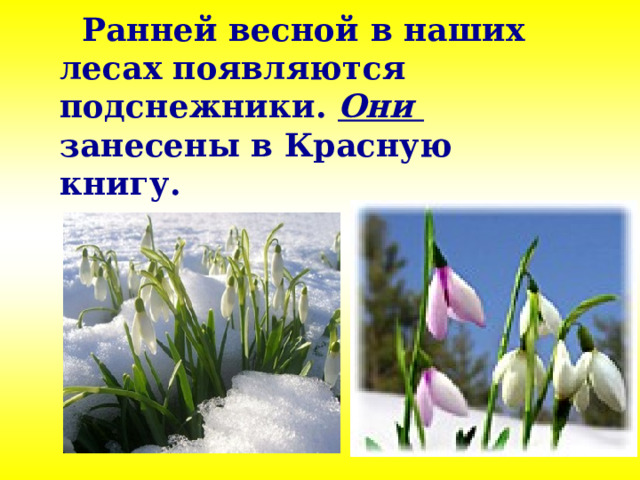 Ранней весной в наших лесах появляются подснежники. Они занесены в Красную книгу. 