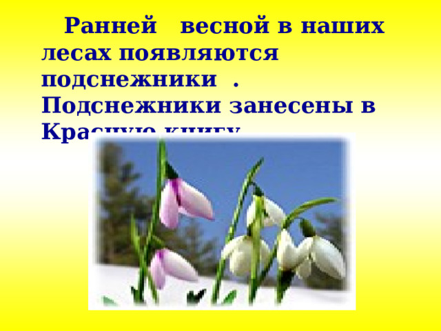  Ранней весной в наших лесах появляются подснежники . Подснежники занесены в Красную книгу.  