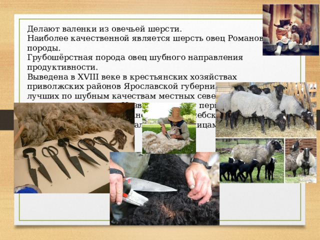 Делают валенки из овечьей шерсти. Наиболее качественной является шерсть овец Романовской породы. Грубошёрстная порода овец шубного направления продуктивности. Выведена в XVIII веке в крестьянских хозяйствах приволжских районов Ярославской губернии отбором лучших по шубным качествам местных северных короткохвостых овец. Названа по месту первоначального распространения — Романово-Борисоглебский уезд. Животных стригут специальными ножницами. . 