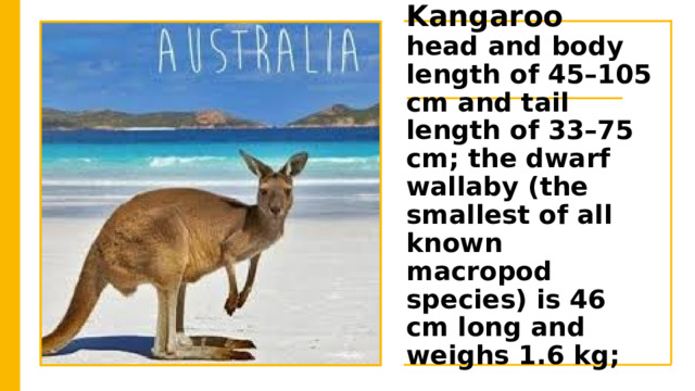 Kangaroo  head and body length of 45–105 cm and tail length of 33–75 cm; the dwarf wallaby (the smallest of all known macropod species) is 46 cm long and weighs 1.6 kg;  