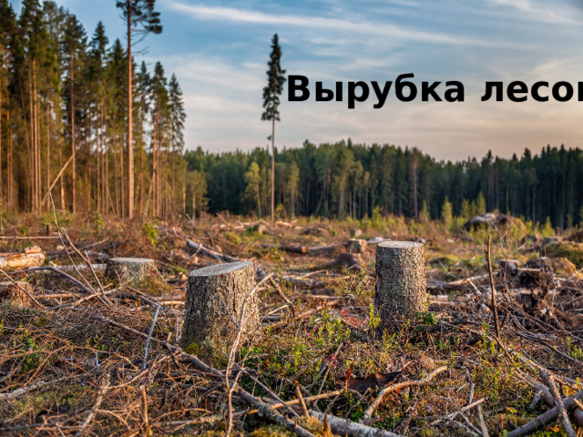 Вырубка лесов 