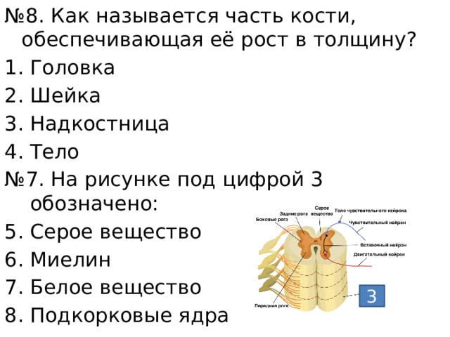№ 8. Как называется часть кости, обеспечивающая её рост в толщину? Головка Шейка Надкостница Тело № 7. На рисунке под цифрой 3 обозначено: Серое вещество Миелин Белое вещество Подкорковые ядра 3 