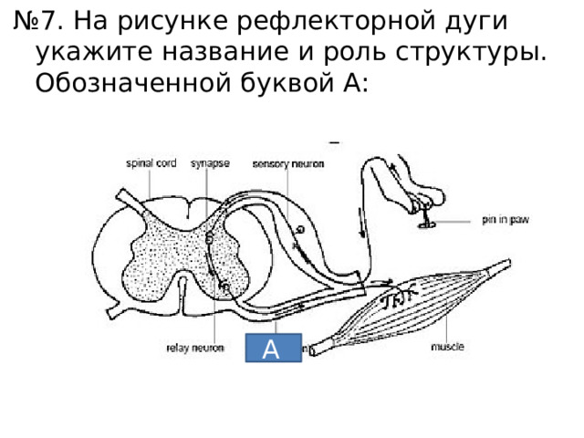 № 7. На рисунке рефлекторной дуги укажите название и роль структуры. Обозначенной буквой А: А  
