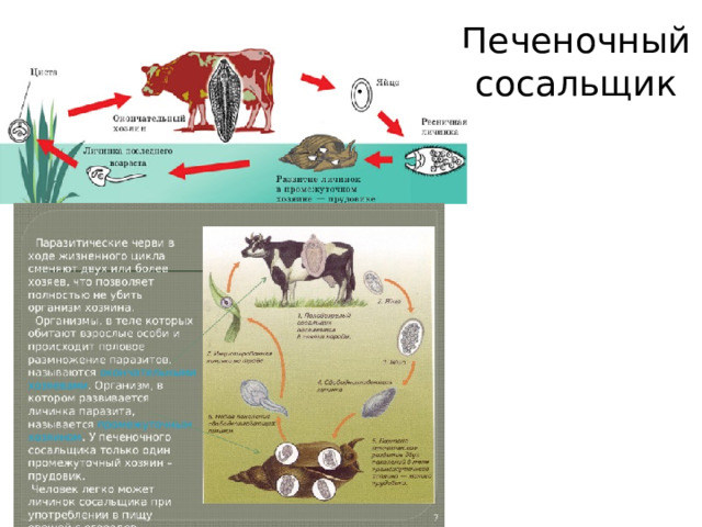 Печеночный сосальщик 
