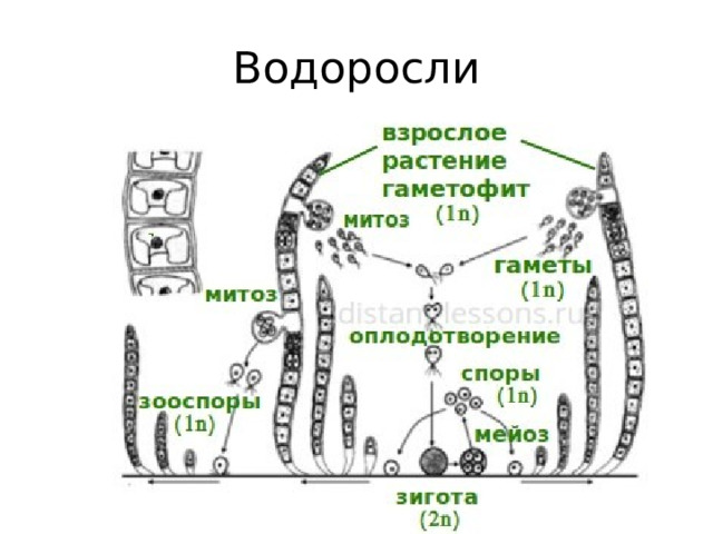 Водоросли 