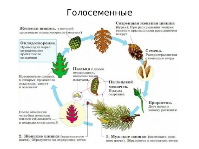 Голосеменные 