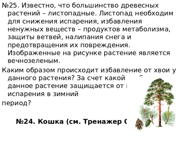 № 25. Известно, что большинство древесных растений – листопадные. Листопад необходим для снижения испарения, избавления ненужных веществ – продуктов метаболизма, защиты ветвей, налипания снега и предотвращения их повреждения. Изображенные на рисунке растение является вечнозеленым. Каким образом происходит избавление от хвои у данного растения? За счет какой особенности данное растение защищается от излишнего испарения в зимний период? № 24. Кошка (см. Тренажер ОГЭ) 