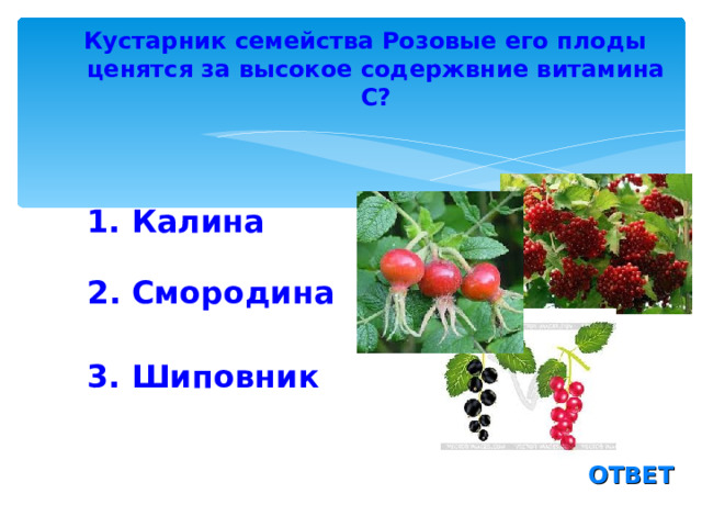 Кустарник семейства Розовые его плоды ценятся за высокое содержвние витамина С? 1. Калина  2. Смородина 3. Шиповник ОТВЕТ 