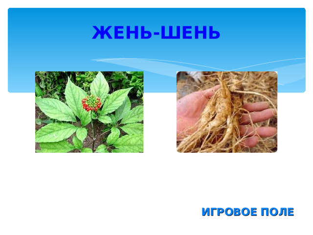 ЖЕНЬ-ШЕНЬ ИГРОВОЕ ПОЛЕ 