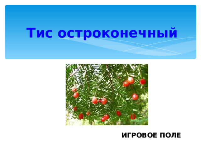 Тис остроконечный ИГРОВОЕ ПОЛЕ 