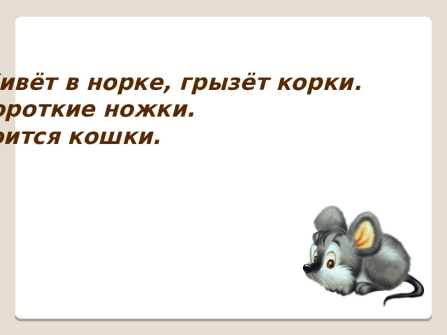 Живёт в норке, грызёт корки. Короткие ножки. Боится кошки.  