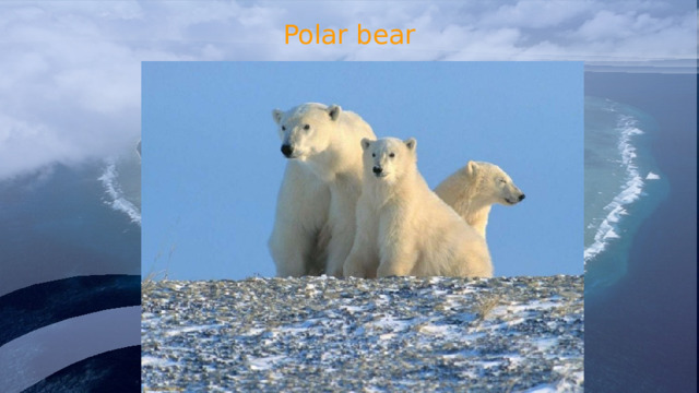 Polar bear 
