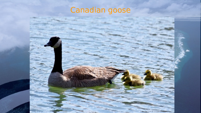 Canadian goose 