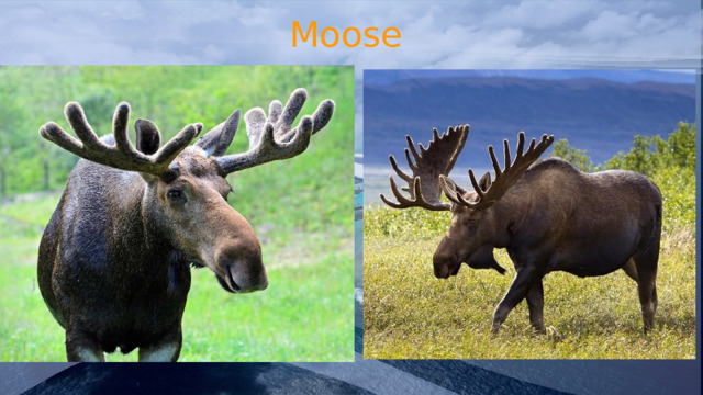 Moose 