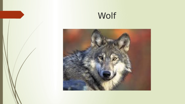 Wolf 