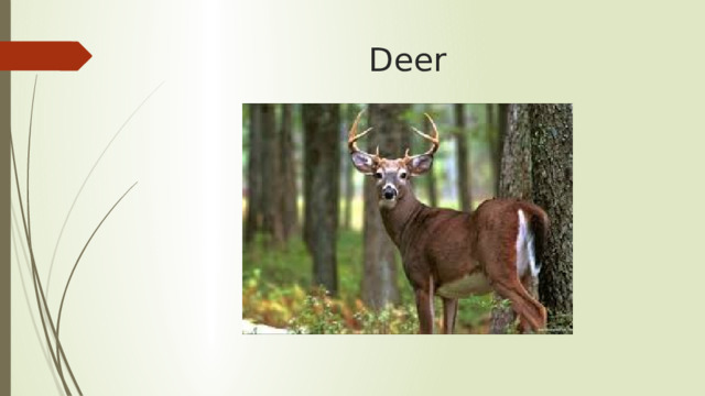 Deer 