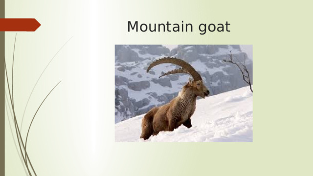 Mountain goat 