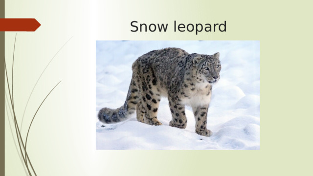 Snow leopard 