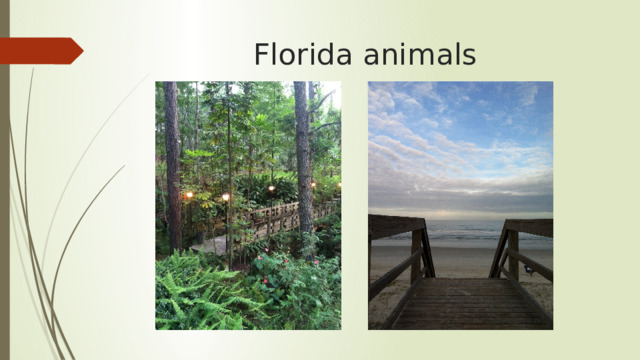 Florida animals 