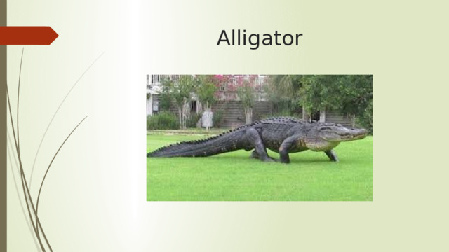 Alligator 