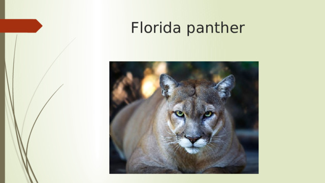 Florida panther 