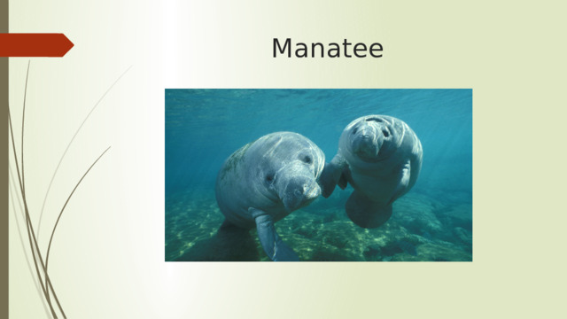 Manatee 