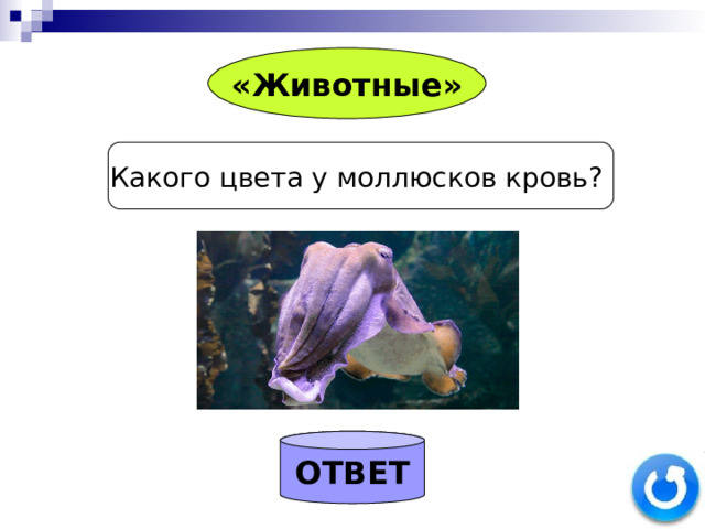 «Животные» Какого цвета у моллюсков кровь? ОТВЕТ 