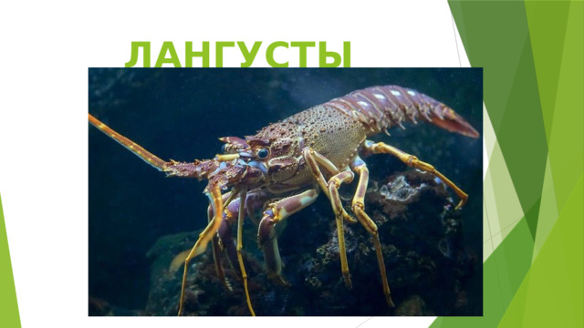 ЛАНГУСТЫ 