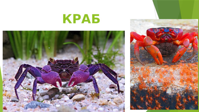КРАБ 