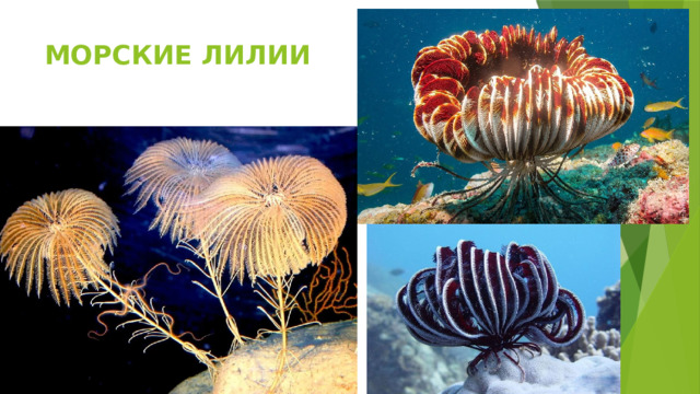 МОРСКИЕ ЛИЛИИ 