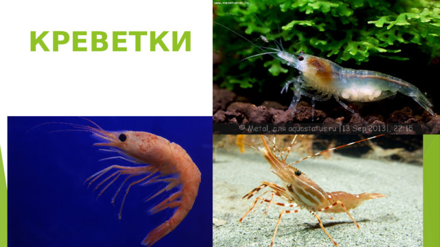 КРЕВЕТКИ 