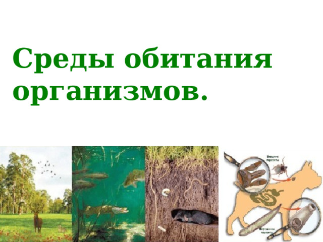  Среды обитания организмов. 