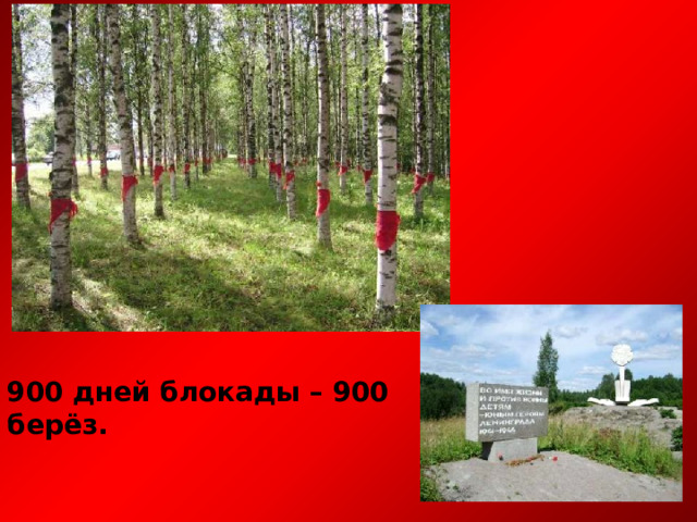 900 дней блокады – 900 берёз. 