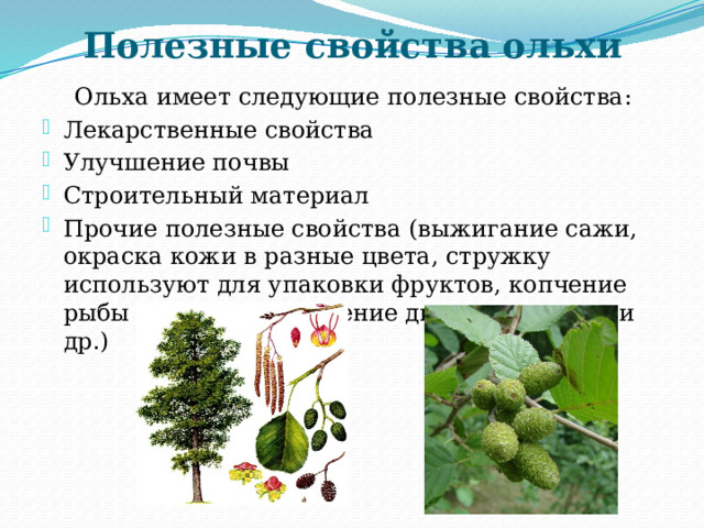 Полезные свойства ольхи  Ольха имеет следующие полезные свойства: Лекарственные свойства Улучшение почвы Строительный материал Прочие полезные свойства (выжигание сажи, окраска кожи в разные цвета, стружку используют для упаковки фруктов, копчение рыбы и мяса, привлечение диких животных и др.) 