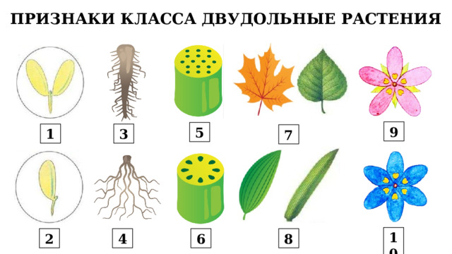 ПРИЗНАКИ КЛАССА ДВУДОЛЬНЫЕ РАСТЕНИЯ 9 5 3 1 7 10 2 4 6 8 