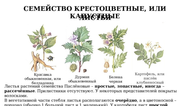 СЕМЕЙСТВО КРЕСТОЦВЕТНЫЕ, ИЛИ КАПУСТНЫЕ ЛИСТЬЯ Картофель, или паслён клубненосный Красавка обыкновенная, или белладонна Дурман обыкновенный Белена черная Листья растений семейства Паслёновые – простые, лопастные, иногда – рассечённые . Прилистники отсутствуют. У некоторых представителей покрыты волосками. В вегетативной части стебля листья располагаются очерёдно , а в цветоносной – попарно (обычно 1 большой лист и 1 маленький). У картофеля лист простой непарноперисторассеченный .  11 
