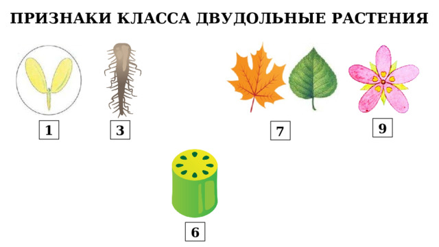 ПРИЗНАКИ КЛАССА ДВУДОЛЬНЫЕ РАСТЕНИЯ 9 1 3 7 6 