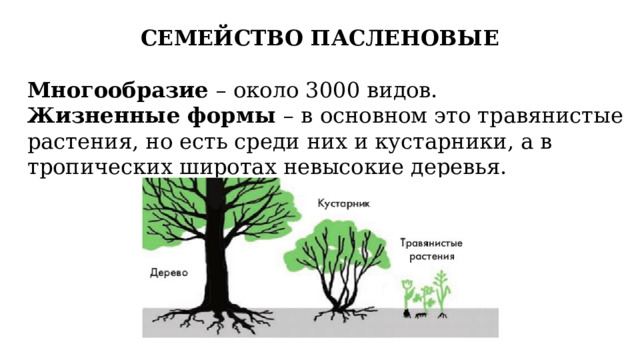 СЕМЕЙСТВО ПАСЛЕНОВЫЕ Многообразие – около 3000 видов. Жизненные формы – в основном это травянистые растения, но есть среди них и кустарники, а в тропических широтах невысокие деревья. 