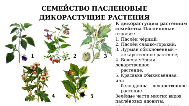 СЕМЕЙСТВО ПАСЛЕНОВЫЕ ДИКОРАСТУЩИЕ РАСТЕНИЯ К дикорастущим растениям семейства Пасленовые относят : 1. Паслён чёрный; 2. Паслён сладко-горький; 3. Дурман обыкновенный –  лекарственное растение; 4. Белена чёрная – лекарственное  растение; 5. Красавка обыкновенная, или  белладонна – лекарственное  растение. Зелёные части многих видов паслёновых ядовиты, некоторых – сильно ядовиты, так как содержат соланин (белена, дурман, красавка, мандрагора). 1 3 2 4 5 5 
