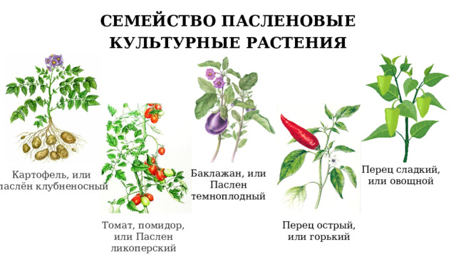 СЕМЕЙСТВО ПАСЛЕНОВЫЕ КУЛЬТУРНЫЕ РАСТЕНИЯ Перец сладкий, или овощной Баклажан, или Паслен темноплодный Картофель, или паслён клубненосный Томат, помидор, или Паслен ликоперский Перец острый, или горький 6 