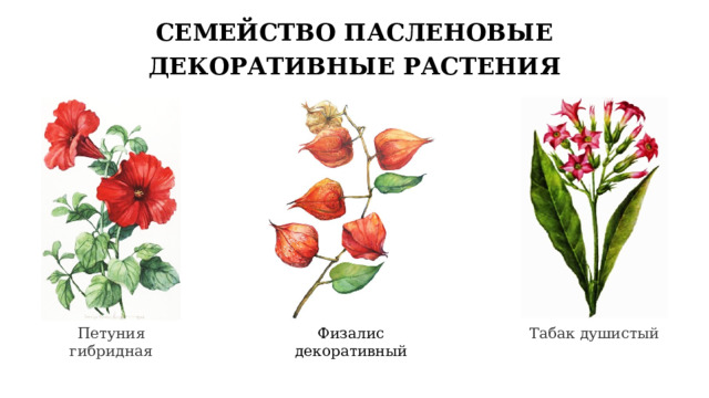 СЕМЕЙСТВО ПАСЛЕНОВЫЕ ДЕКОРАТИВНЫЕ РАСТЕНИЯ Петуния гибридная Физалис декоративный Табак душистый 7 