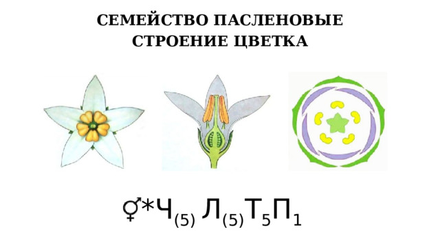 СЕМЕЙСТВО ПАСЛЕНОВЫЕ СТРОЕНИЕ ЦВЕТКА *Ч (5) Л (5) Т 5 П 1 8 