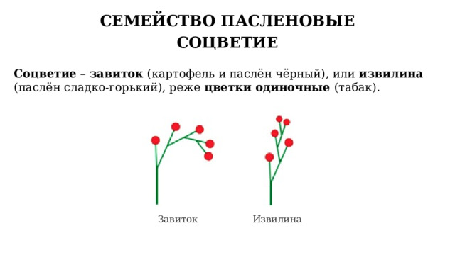 СЕМЕЙСТВО ПАСЛЕНОВЫЕ СОЦВЕТИЕ Соцветие – завиток (картофель и паслён чёрный), или извилина (паслён сладко-горький), реже цветки одиночные (табак). Завиток Извилина 9 