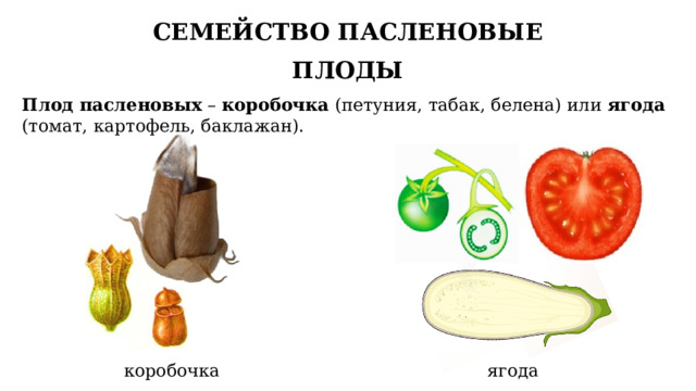 СЕМЕЙСТВО ПАСЛЕНОВЫЕ ПЛОДЫ Плод пасленовых – коробочка (петуния, табак, белена) или ягода (томат, картофель, баклажан). коробочка ягода 10 