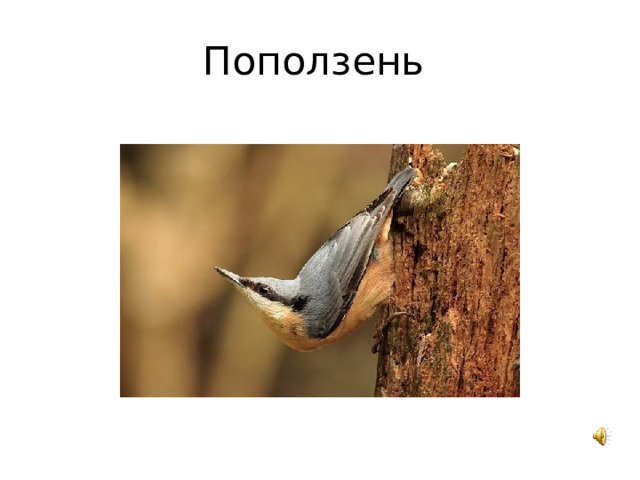 Поползень 