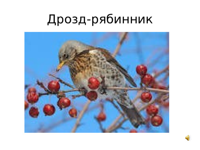 Дрозд-рябинник 