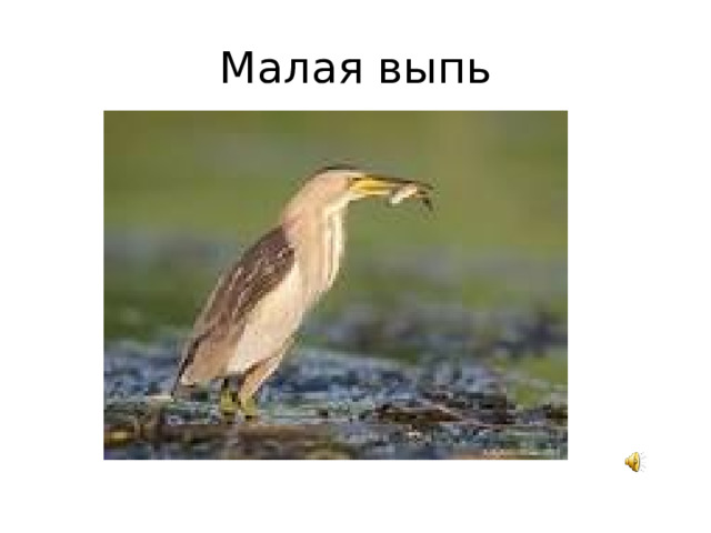 Малая выпь 